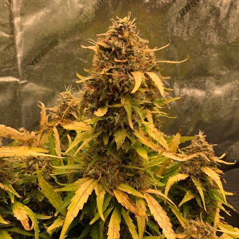 Eliza growlog timeline photo