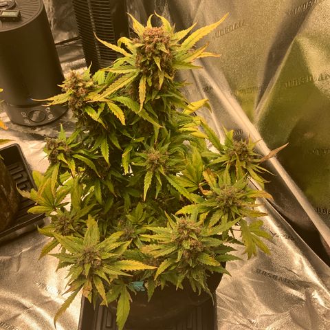 Buttercup growlog timeline photo