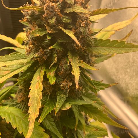 Buttercup growlog timeline photo