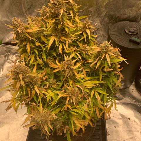 Eliza growlog timeline photo