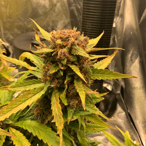 Buttercup growlog timeline photo