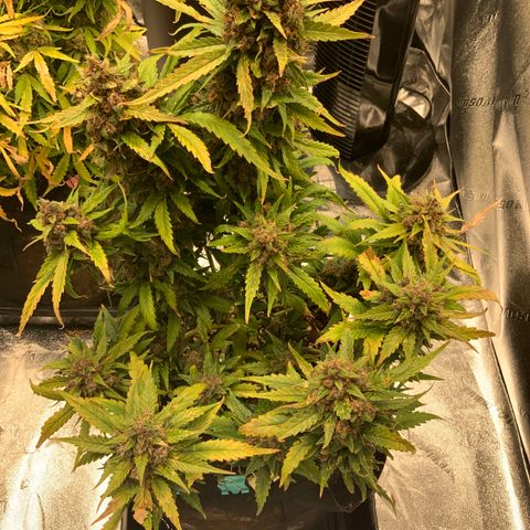 Buttercup growlog timeline photo