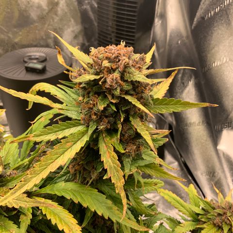 Buttercup growlog timeline photo