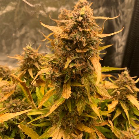 Eliza growlog timeline photo