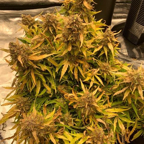 Eliza growlog timeline photo