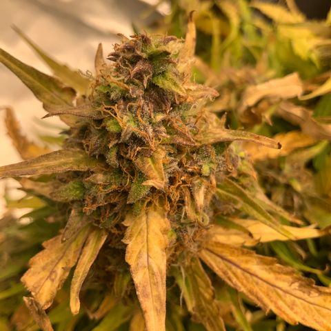 Eliza growlog timeline photo