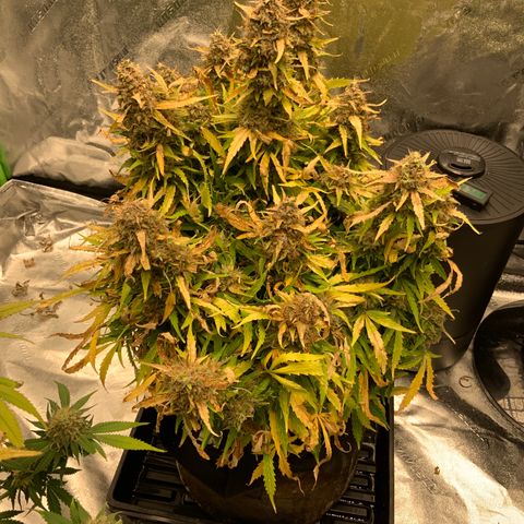 Eliza growlog timeline photo