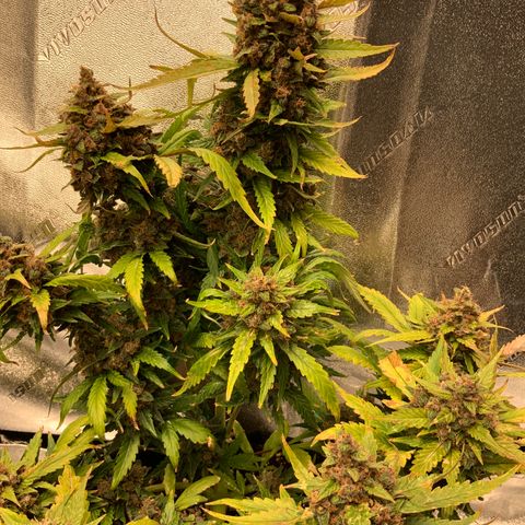 Buttercup growlog timeline photo