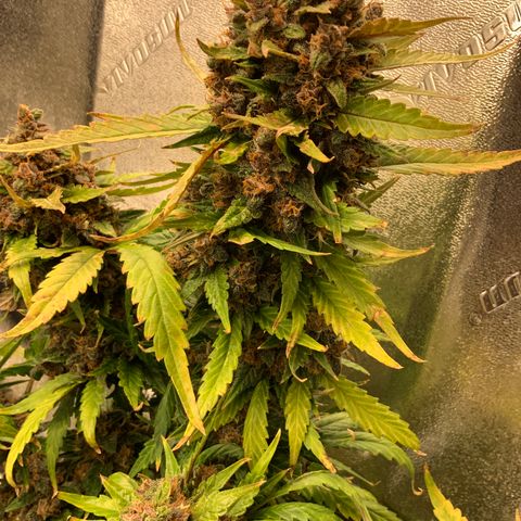 Buttercup growlog timeline photo