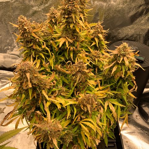 Eliza growlog timeline photo