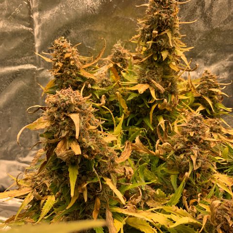 Eliza growlog timeline photo