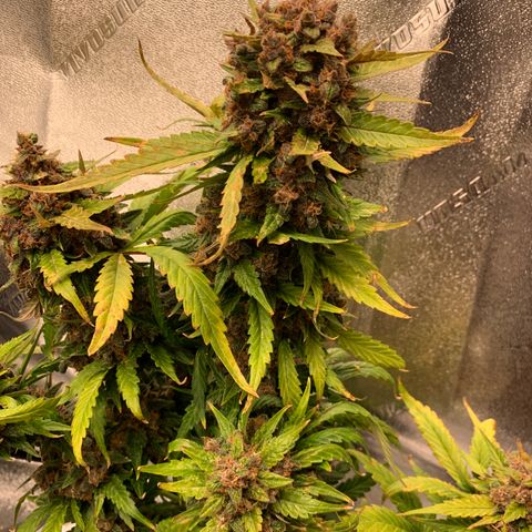 Buttercup growlog timeline photo