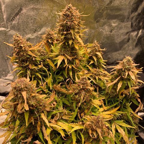 Eliza growlog timeline photo