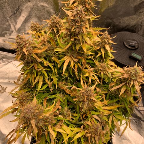 Eliza growlog timeline photo