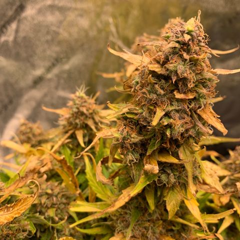 Eliza growlog timeline photo