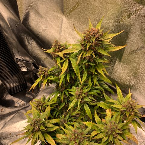 Buttercup growlog timeline photo