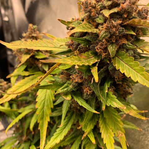 Buttercup growlog timeline photo