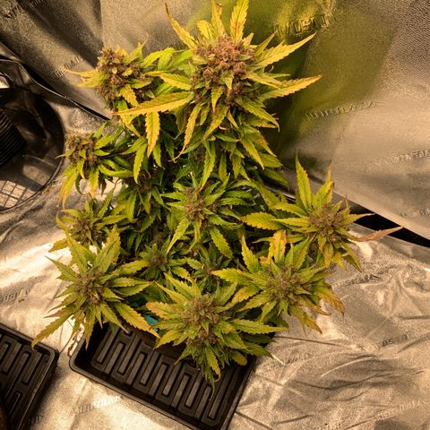 Buttercup growlog timeline photo