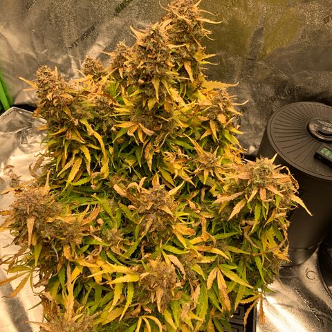 Eliza growlog timeline photo