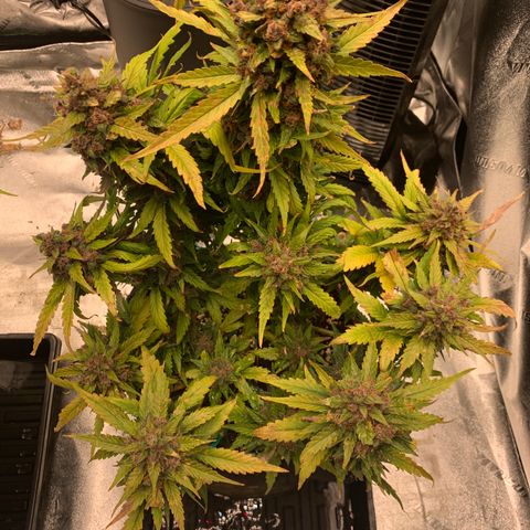 Buttercup growlog timeline photo