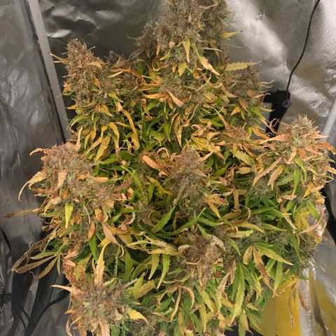Eliza growlog timeline photo