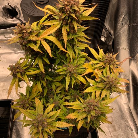 Buttercup growlog timeline photo