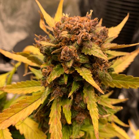 Buttercup growlog timeline photo
