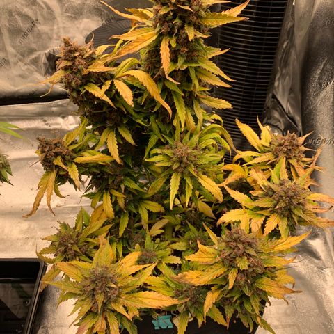 Buttercup growlog timeline photo