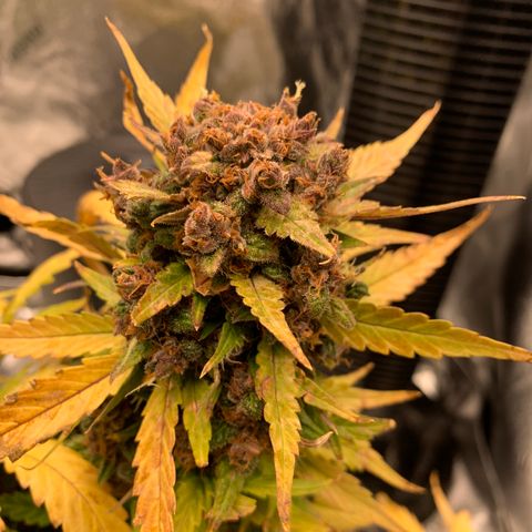 Buttercup growlog timeline photo
