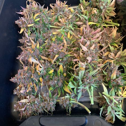 Buttercup growlog timeline photo