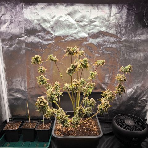 Orange lemon growlog photo