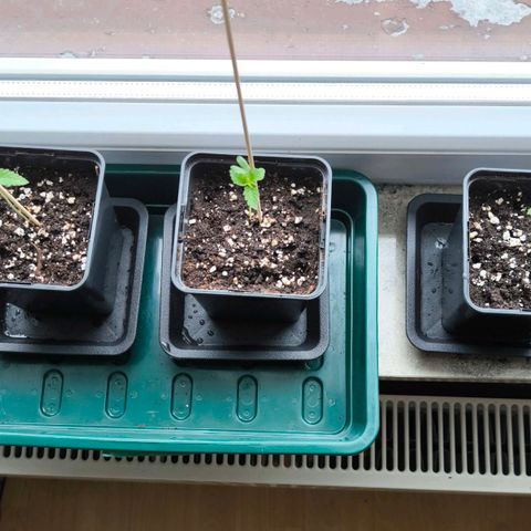 Orange lemon growlog photo