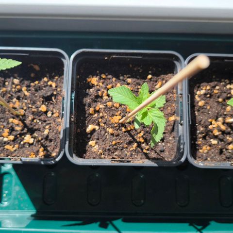 Orange lemon growlog photo