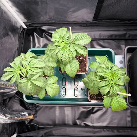 Orange lemon growlog timeline photo