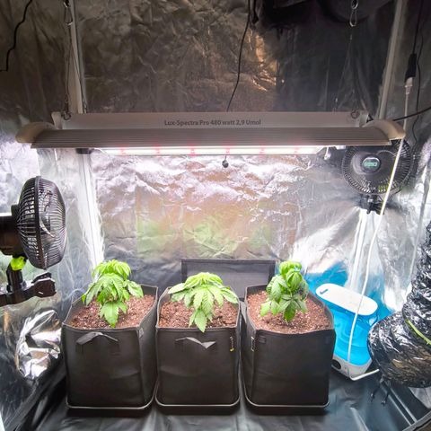 Orange lemon growlog timeline photo