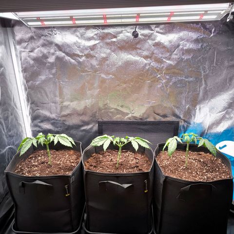 Orange lemon growlog timeline photo