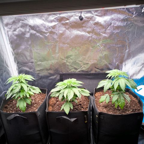 Orange lemon growlog timeline photo