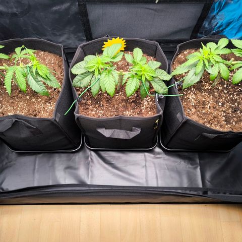 Orange lemon growlog timeline photo
