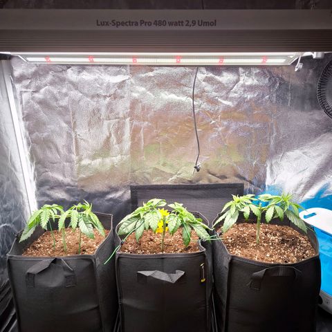 Orange lemon growlog timeline photo