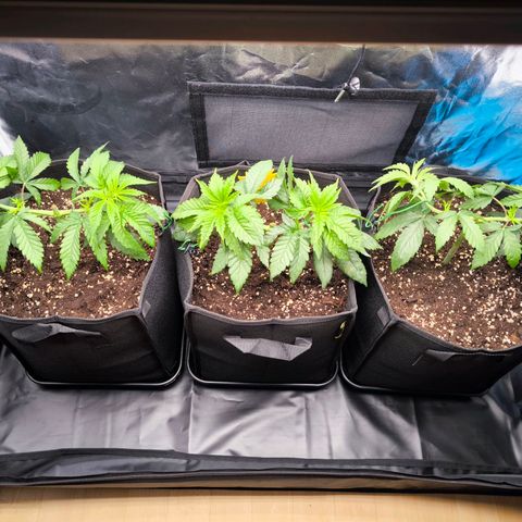 Orange lemon growlog timeline photo