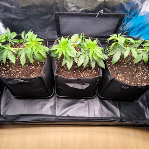 Orange lemon growlog timeline photo