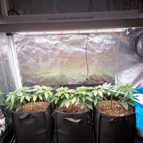 Orange lemon growlog timeline photo