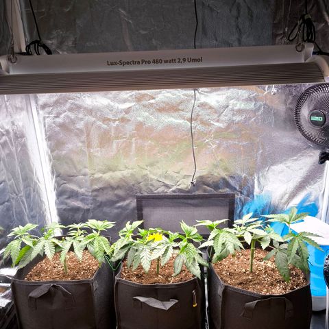 Orange lemon growlog timeline photo