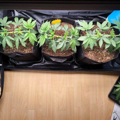 Orange lemon growlog timeline photo