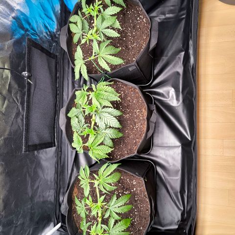 Orange lemon growlog timeline photo
