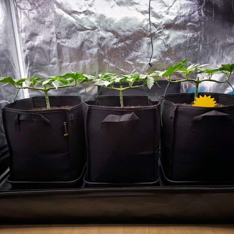 Orange lemon growlog timeline photo