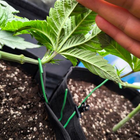 Orange lemon growlog timeline photo