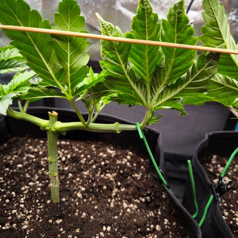 Orange lemon growlog timeline photo