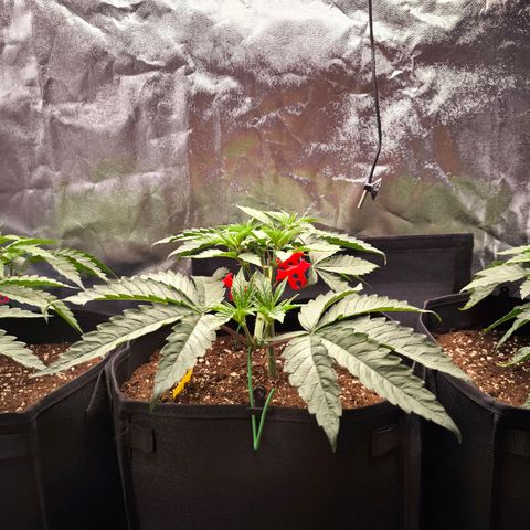 Orange lemon growlog timeline photo