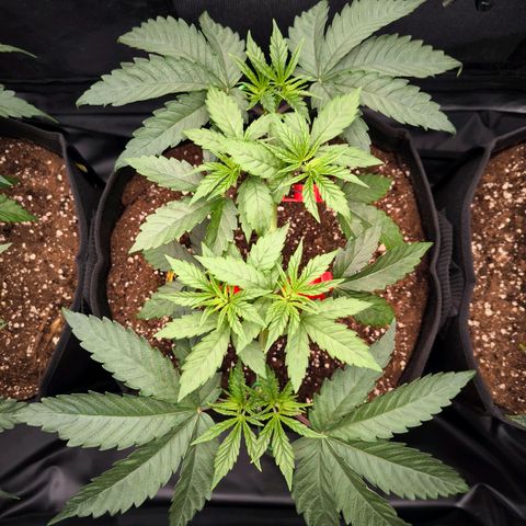 Orange lemon growlog timeline photo